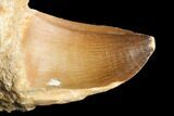 Mosasaur (Prognathodon) Tooth - Morocco #123226-1